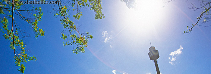 space_needle-n-branches-pano.jpg