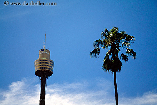 space_needle-n-palm_tree.jpg