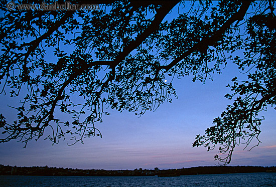 branches-n-sky.jpg