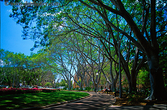 tree-lined-park.jpg