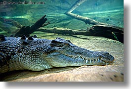 images/Australia/Sydney/TarongaZoo/alligator-1.jpg