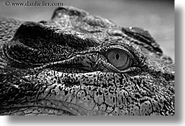 images/Australia/Sydney/TarongaZoo/alligator-2.jpg
