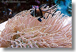 images/Australia/Sydney/TarongaZoo/angel-fish-n-anemone.jpg