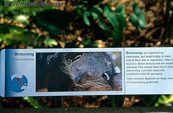 binturong-sign.jpg