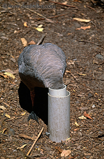 bird-head-in-pipe.jpg