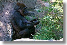 images/Australia/Sydney/TarongaZoo/gorilla-1.jpg