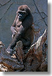 images/Australia/Sydney/TarongaZoo/gorilla-2.jpg