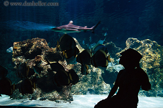 jil-silhouette-aquarium-1.jpg