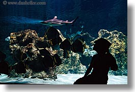 images/Australia/Sydney/TarongaZoo/jil-silhouette-aquarium-1.jpg
