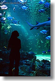 images/Australia/Sydney/TarongaZoo/jil-silhouette-aquarium-4.jpg