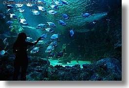 images/Australia/Sydney/TarongaZoo/jil-silhouette-aquarium-5.jpg
