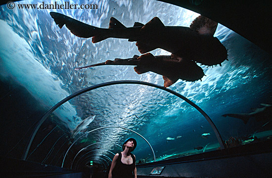 jill-looking-at-sharks-1.jpg