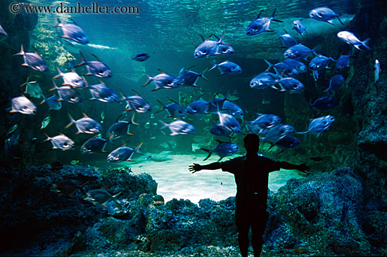 man-sil-aquarium-fish.jpg