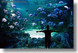 images/Australia/Sydney/TarongaZoo/man-sil-aquarium-fish.jpg