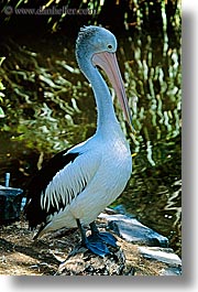 images/Australia/Sydney/TarongaZoo/pelican.jpg