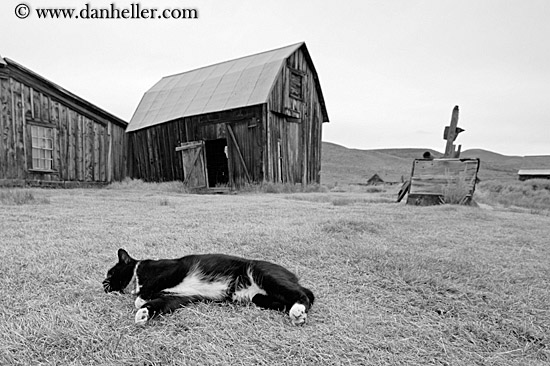 cat-n-barn-bw.jpg