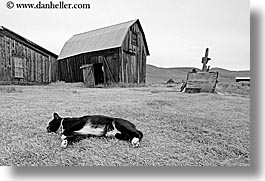 images/California/Bodie/Exteriors/cat-n-barn-bw.jpg