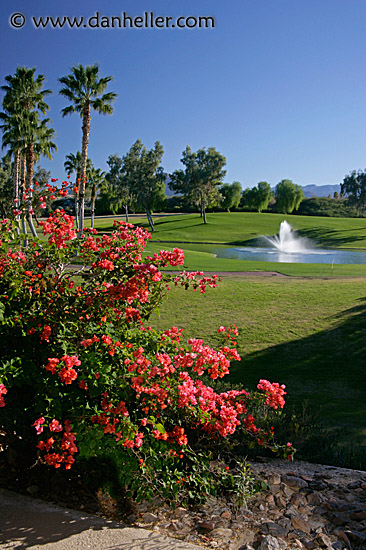 borrego-bougainvillea-1.jpg