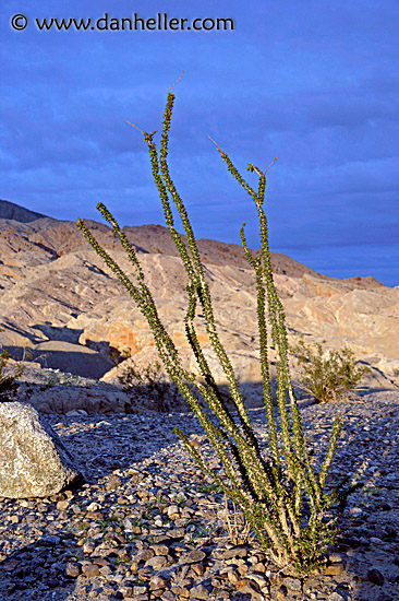 desert-weed.jpg