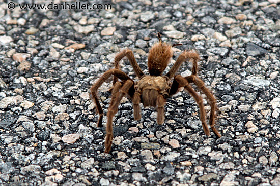 tarantula-1.jpg