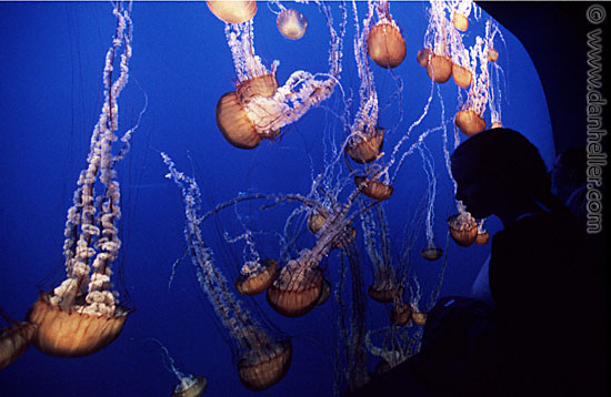 aquarium-jellyfish.jpg