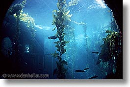 aquarium, cal coast, california, california coast, horizontal, kelp, monterey, west coast, western usa, photograph