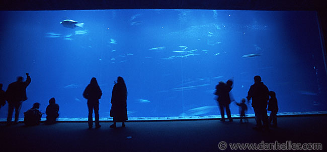 aquarium-people.jpg