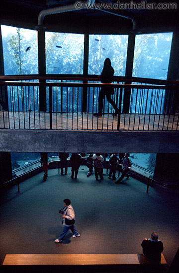 aquarium-walkway.jpg