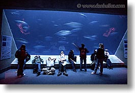 aquarium, cal coast, california, california coast, horizontal, monterey, students, west coast, western usa, photograph