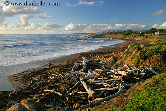 dead-branches-on-beach.jpg