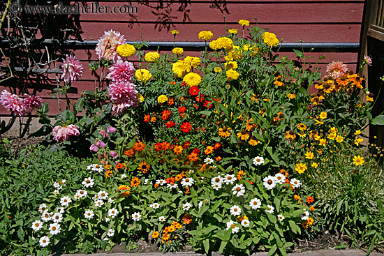 colorful-flowers-01.jpg