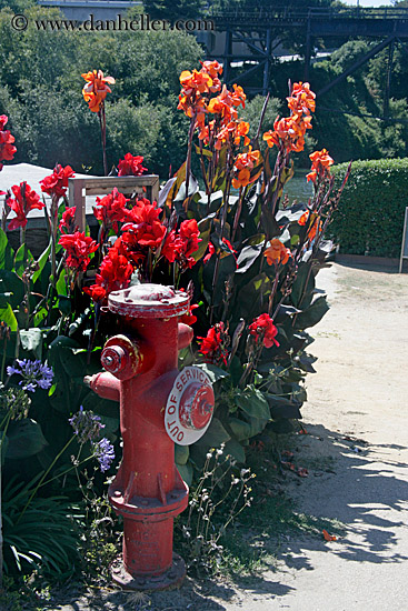 flowers-n-fire-hydrant.jpg