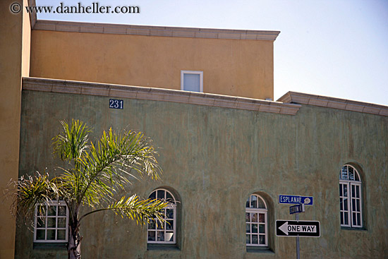 esplanade-street-n-palm-tree.jpg