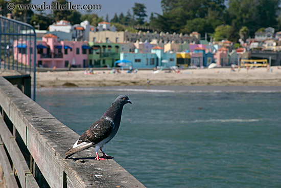 pigeon-on-pier.jpg