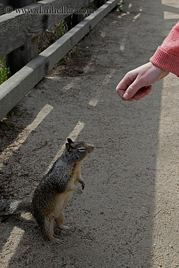 squirrel-being-hand-fed-01.jpg