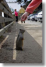 images/California/Carmel/Misc/squirrel-being-hand-fed-02.jpg