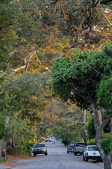 car-n-tree-tunnel-01.jpg