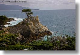 images/California/Carmel/Trees/lone-cypress-tree-02.jpg
