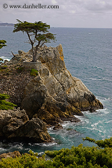 lone-cypress-tree-03.jpg