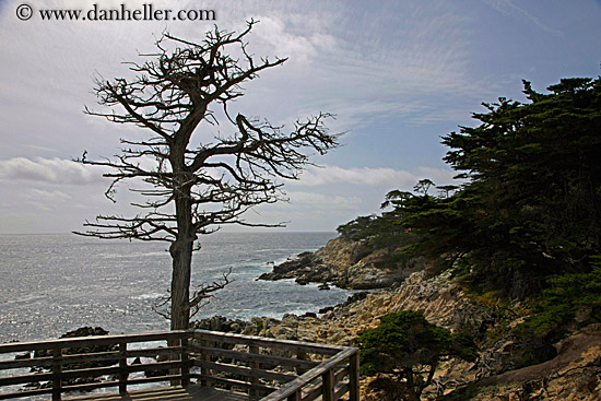 lone-cypress-tree-05.jpg