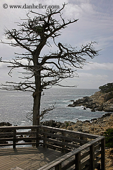 lone-cypress-tree-07.jpg