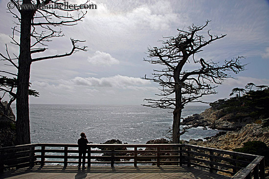 lone-cypress-tree-08.jpg