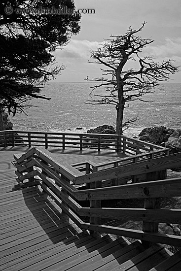 lone-cypress-tree-n-stairs-bw.jpg