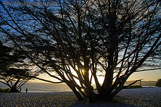 sunset-behind-trees-02.jpg