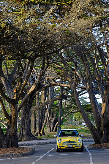 yellow-mini-car-n-trees.jpg