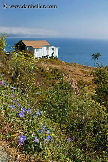 purple-morning-glories-n-shack-n-ocean.jpg