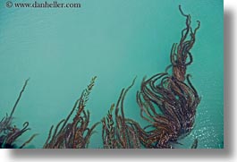 images/California/CoastalViews/Coastline/seaweed-in-ocean-01.jpg