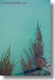 images/California/CoastalViews/Coastline/seaweed-in-ocean-02.jpg