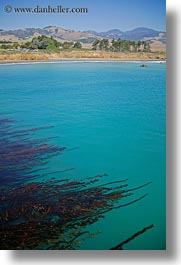 images/California/CoastalViews/Coastline/seaweed-in-ocean-03.jpg