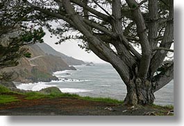 images/California/CoastalViews/Coastline/tree-n-coastline-02.jpg